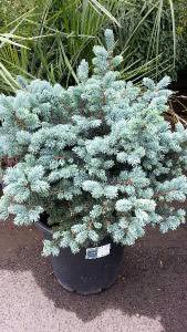 Picea Pungens Globosa trees for sale online at our conifer specialist nursery with UK delivery