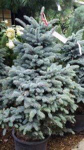Picea Koster conifer for sale, London UK