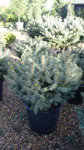 Colorado Spruce Trees for sale online with UK delivery