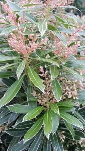 Pieris Flaming Silver in Autumn, buy online UK.