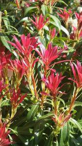 Pieris Japonica - flaming silver variety to buy online UK