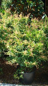Pieris Forest Flame, Evergreen Shrubs for sale UK