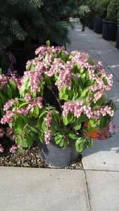 Pieris Katsura Flowering Shrubs for wildlife to buy online UK