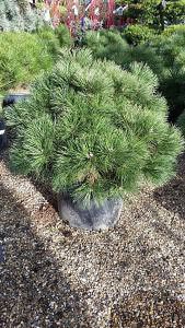 Pinus Nigra Nana to buy online from our London garden centre, UK delivery