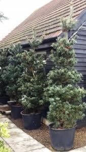 Pinus Parviflora Tempelhof Pine trees for sale at our London Conifer specialist nursery, UK