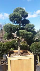 Pinus Sylvestris Topiary Pine tree for sale online, London garden centre UK