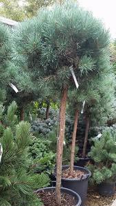 Topiary pine tree, for sale London UK