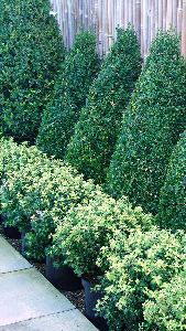 Pittosporum Goldstar