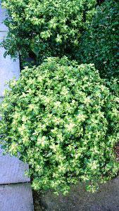 Pittosporum Goldstar, Pittosporums UK