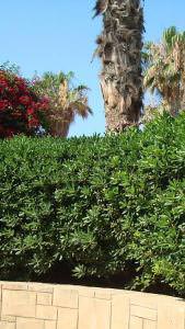 Pittosporum Tobira evergreen hedging shrub - for sale UK delivery