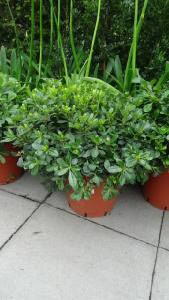 Pittosporum Tobira Nanum for sale