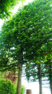Pleached Hornbeam, Tree and Shrubs for Screening Specialists, London UK and Online. 