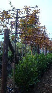 Pleached Hornbeam Trees. Hornbeams, UK