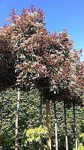 Espaliered Photinia Red Robin Trees, 2m stem plus 1m height head - buy online