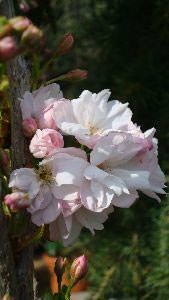 Prunus Amanogawa Flower, Flowering Cherries Buy online