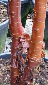 Prunus Serrulata Multistemmed Tree, Flowering Trees London UK - for sale online with nationwide delivery UK