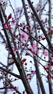 Prunus Cherry plum tree branches with Spring blossom. Buy flowering cherry trees online UK delivery