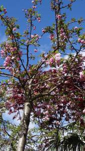 Prunus Kiku Shidare Zakura, Weeping Flowering Cherry Tree - for sale online
