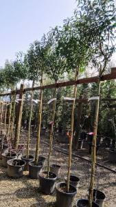 Prunus Lusitanica Angustifolia Full Standard Trees, for sale online, UK