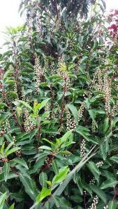 Prunus Lusitanica Angustifolia Flowers, Shrubs UK