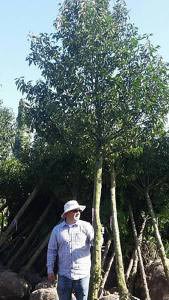 Perfect for evergreen screening, Prunus Lusitanica Full Standard trees, buy online UK