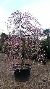 Prunus Mume tree to buy online from our London UK garden centre