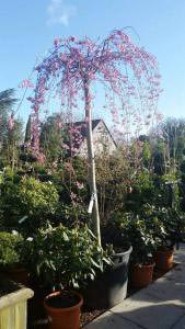 Prunus Subhirtella Pendula Rosea Tree, also known as Drooping Rosebud Cherry buy online UK