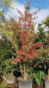 Prunus Yedoensis or Yoshino Cherry tree displaying beautiful Autumn foliage colours, trees this size for sale online, UK delivery.