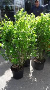 Large Hibiscus shrubs to buy online UK