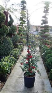 Pyracantha Climber, Climbing Plants UK