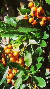 Pyracantha bushes - orange berries for sale at our London garden centre