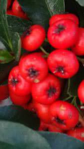 Close up of the red berries of the Pyracantha - buy this shrub online UK
