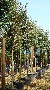 Quercus Ilex Trees, Full Standard, Holm Oak as a standard tree, London specialists in Mediterranean plants, UK 