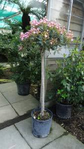 Rhaphiolepis Indian Hawthorn Topiary,this size £95 buy 1 get 1 free