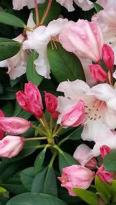 Buds and flowering Virginia Richards Rhododendrons buy online