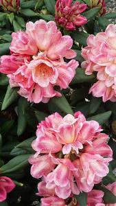 Rhododendron Firelight for sale online, UK delivery