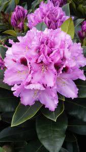 Rhododendron hybrids for sale online, UK