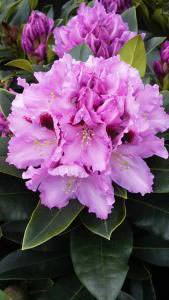 Rhododendron hybrids for sale online, UK