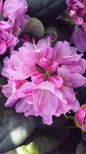 Rhododendron Scintillation pink flowering shrub to buy online UK