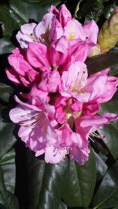 Rhododendron Scintillation Pink Flowering for sale online, UK