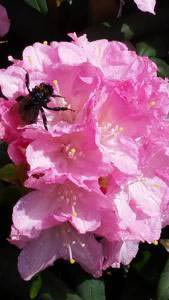 Pink flowering Rhododendron Morning Cloud Yakusimanum buy online UK