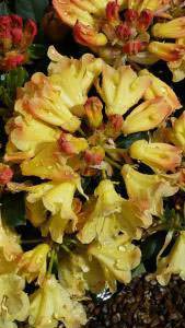 Rhododendrons - yellow flowering, Nancy Evans hybrid, buy UK