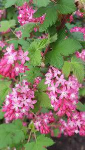Red Currant ornamental shrub in flower, buy online UK delivery