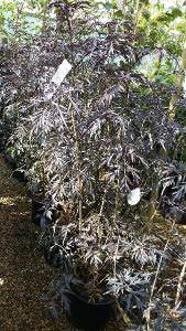 Sambuca Plants, Buy online UK - for sale in London and online with nationwide delivery UK