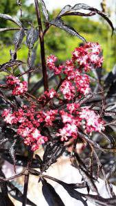 Sambucus Nigra Black Lace flowering Elder. Buy online UK
