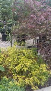 Sawara Cypress Trees for sale online UK