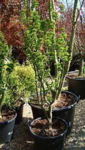 Acer Palmatum Shishi-gashira trees, buy online with UK delivery