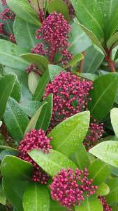 Japanese Skimmia known as Rubella is for sale at Paramount Plants & Gardens, London