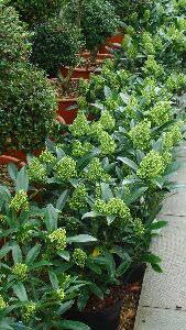 Skimmia Kew Green, London UK