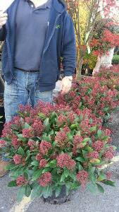 Skimmia Japonica Rubella, Winter Flowering Plants UK